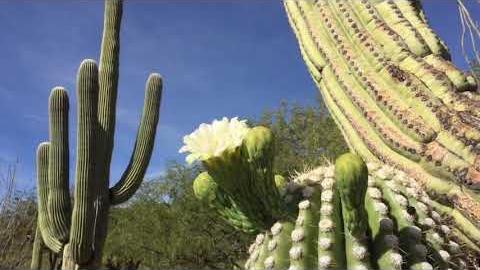 Watch: Saguaros blooming when? Right now!